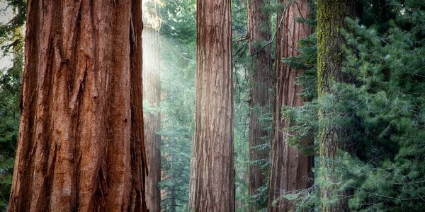 Giant Sequoias in early morning light